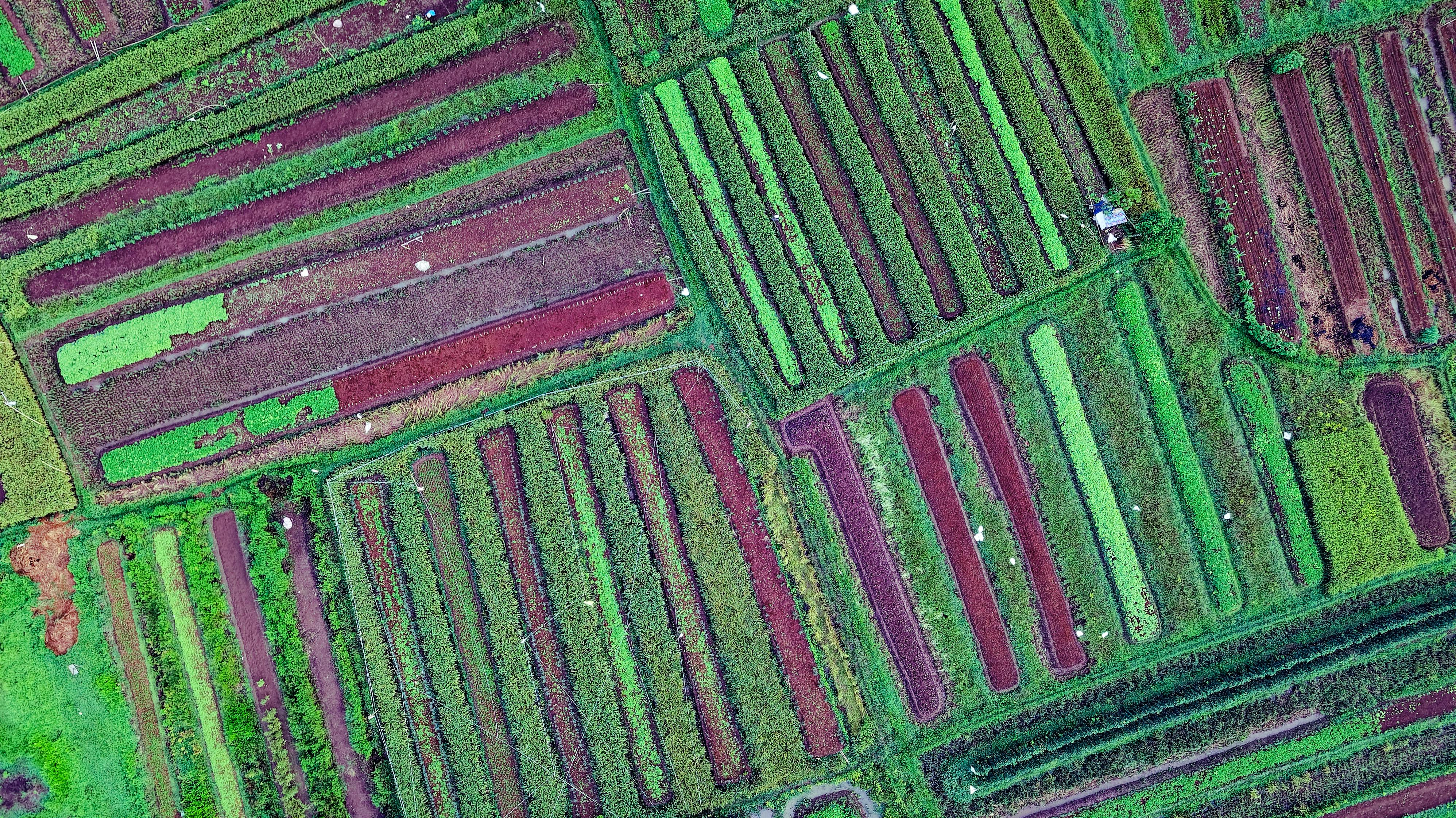 Aerial view of crop fields and land-use patterns.